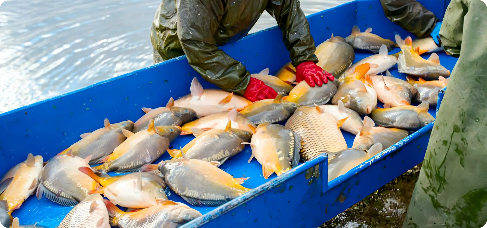 Diseases of Fish and their Control
