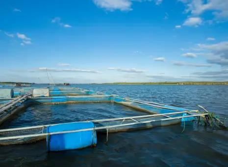 Delivery of better extension services to accelerate fish culture practices