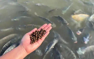 Sustainability in Inland Waters