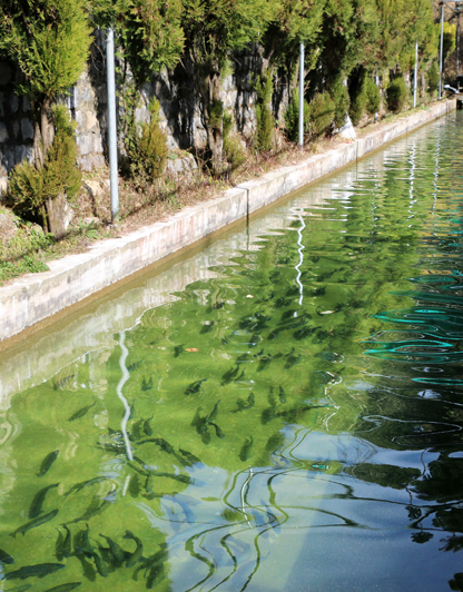 Genetic Improvement of Culturable Fish Species in Punjab (2019-24)